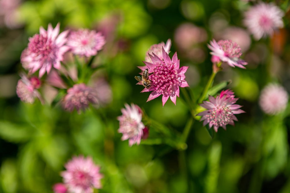 Pink astrantia flowers in sunshine with a bee on the main flower