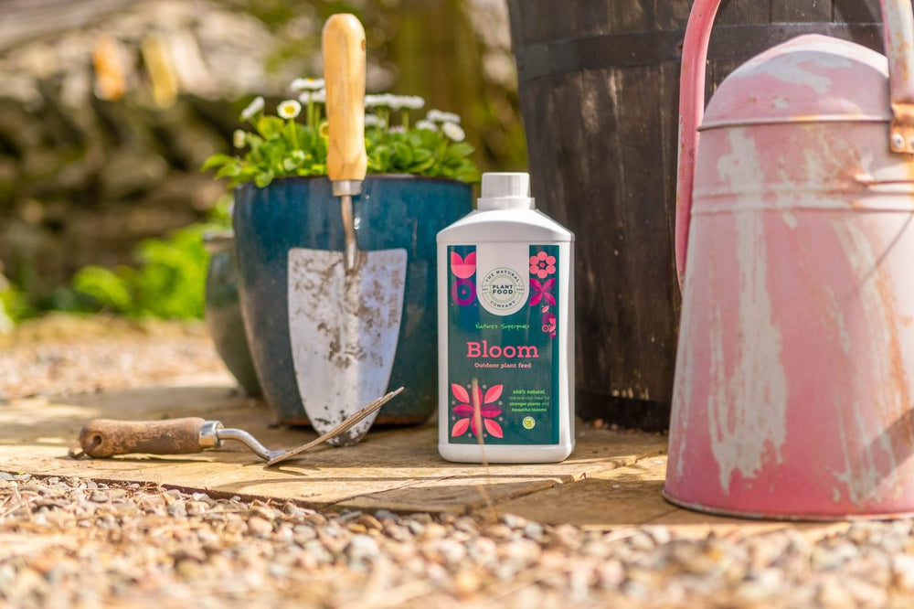 A bottle of Bloom beside a blue pot of daisies, a trowel and a pink watering can on gravel