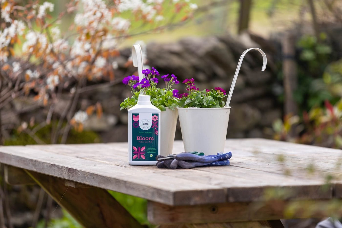 A bottle of Bloom beside white pots of purple violas and gardening gloves on a picnic table