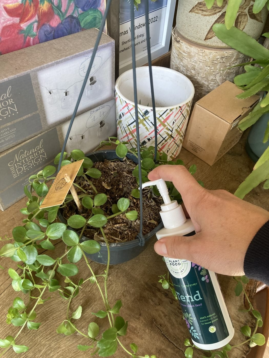 A hand pumping Tend into the pot of a hanging trailing plant