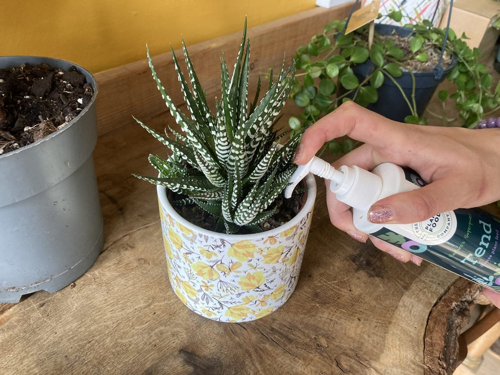 A hand pumping Tend at a zebra-striped haworthia in a yellow patterned pot
