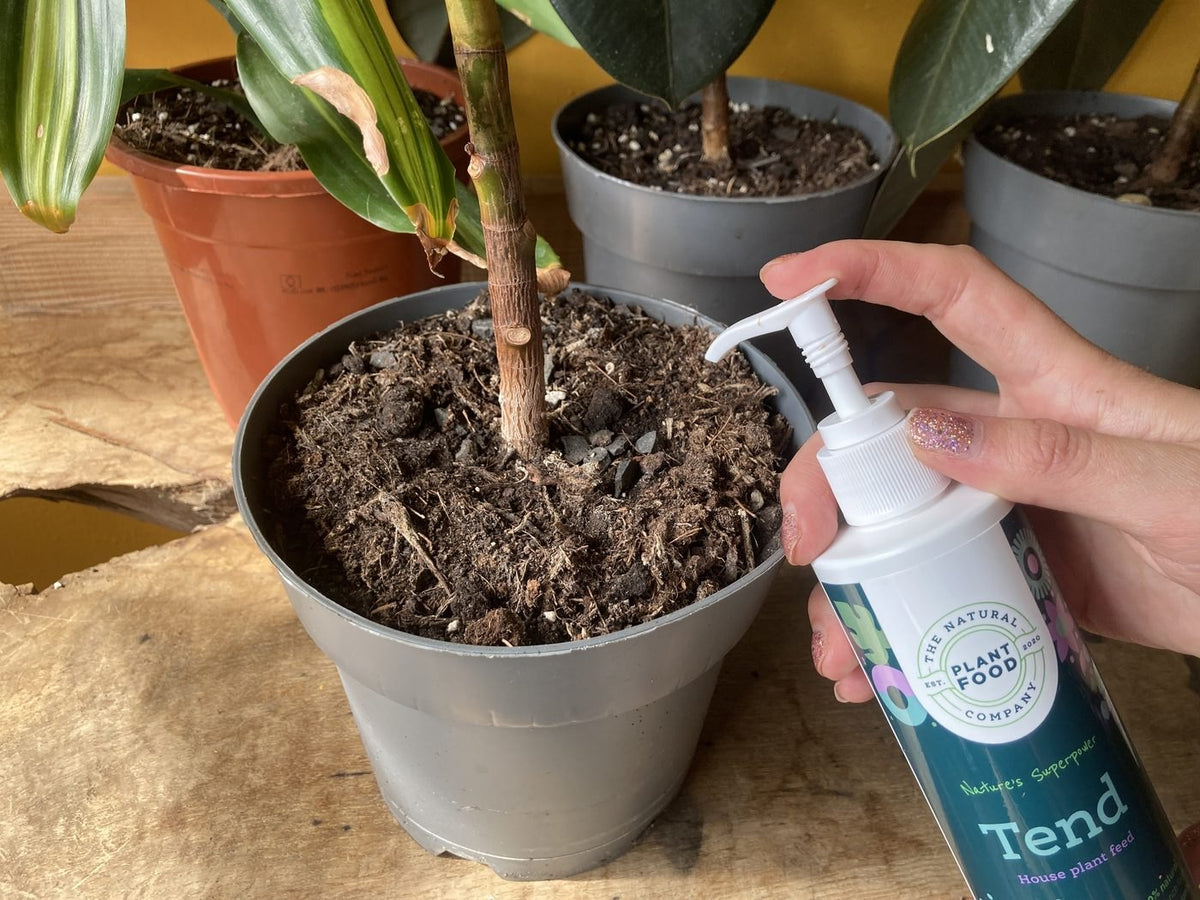 A hand pumping Tend over the pot of a rubber plant, the compost visible