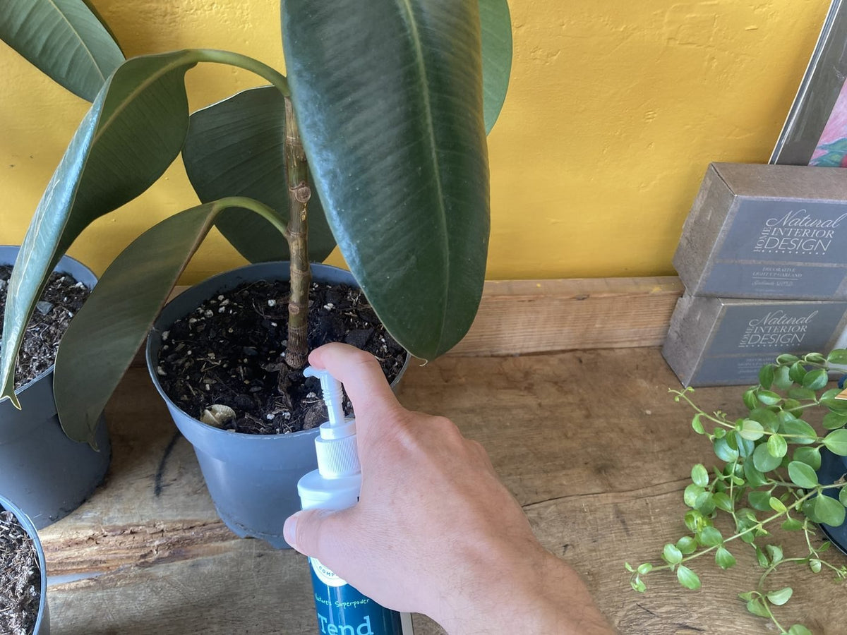 A hand pumping Tend houseplant food at the base of a rubber plant in a grey pot