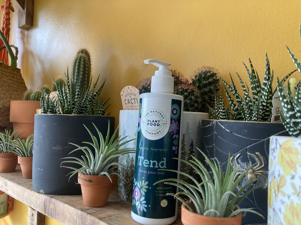 A bottle of Tend among cacti, haworthia and air plants on a shelf against a yellow wall