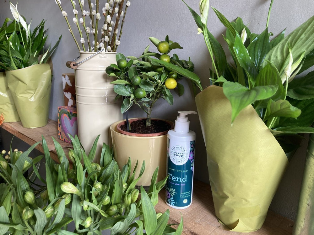 A bottle of Tend beside a calamondin tree and peace lilies wrapped in green paper
