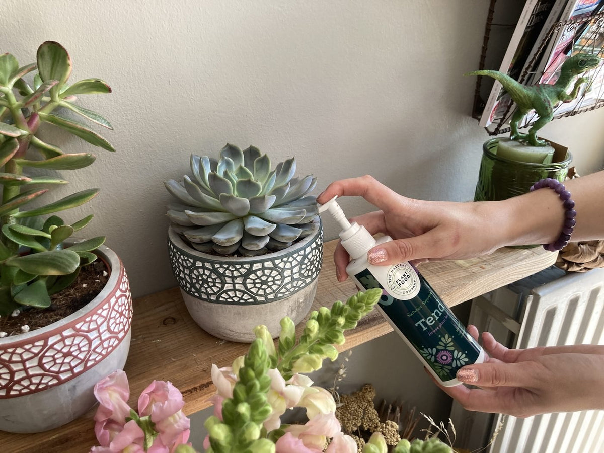 A hand holding a bottle of Tend beside a jade plant and an echeveria on a shelf