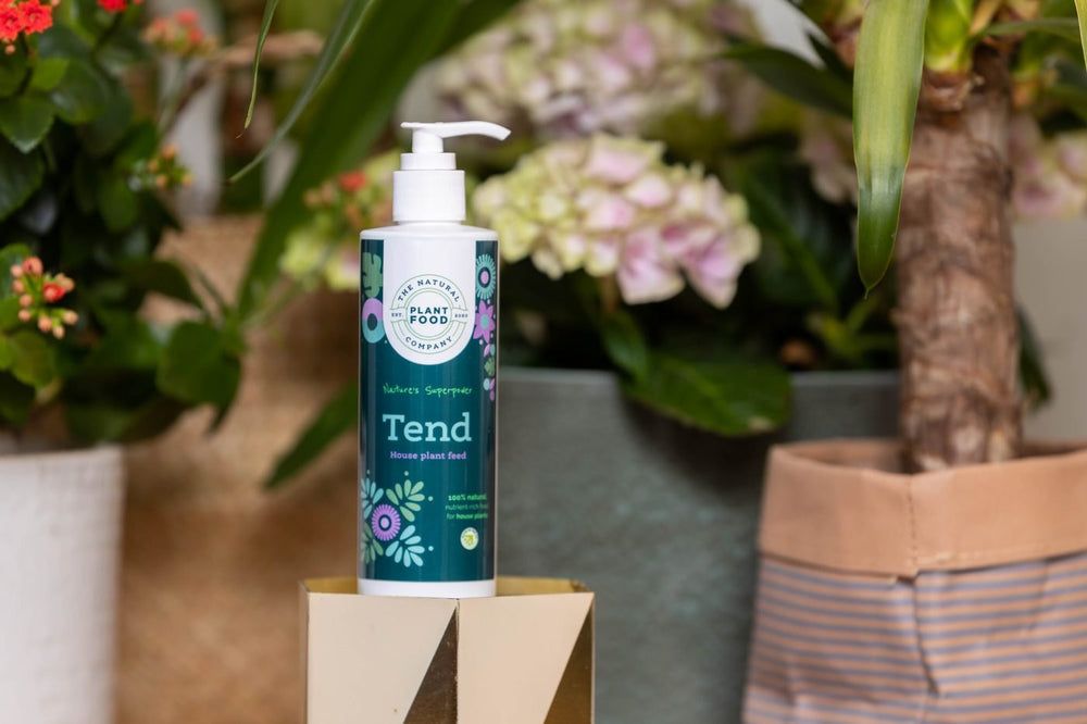 A bottle of Tend on a plinth beside a flowering kalanchoe and hydrangea