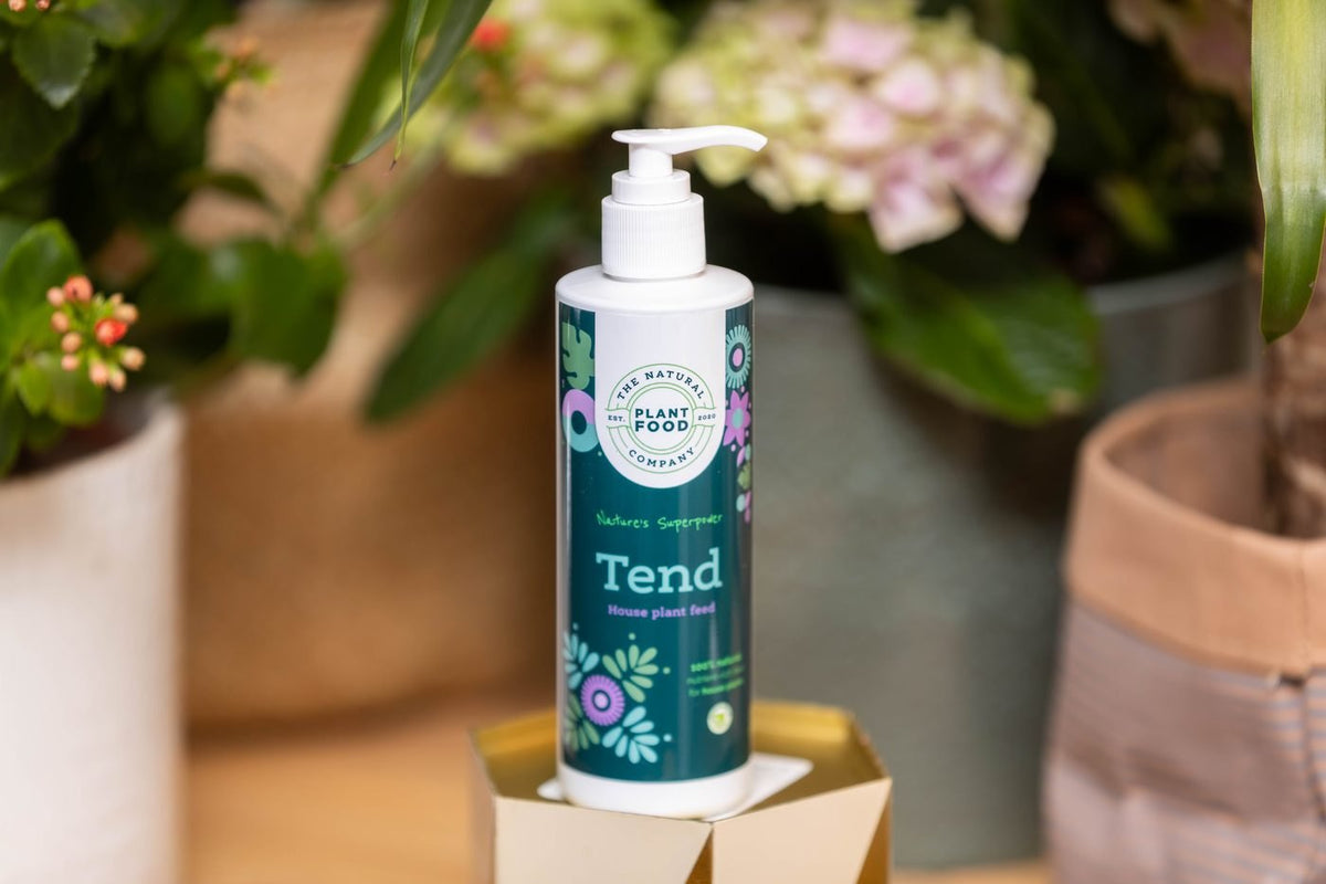A bottle of Tend on a small plinth in front of a hydrangea, kalanchoe and yucca