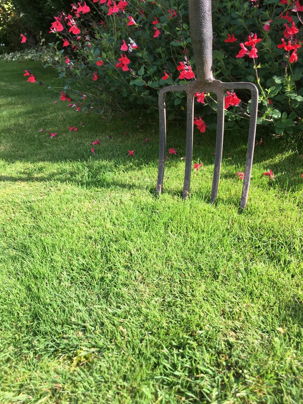 A garden fork standing upright in a striped green lawn with red salvias behind