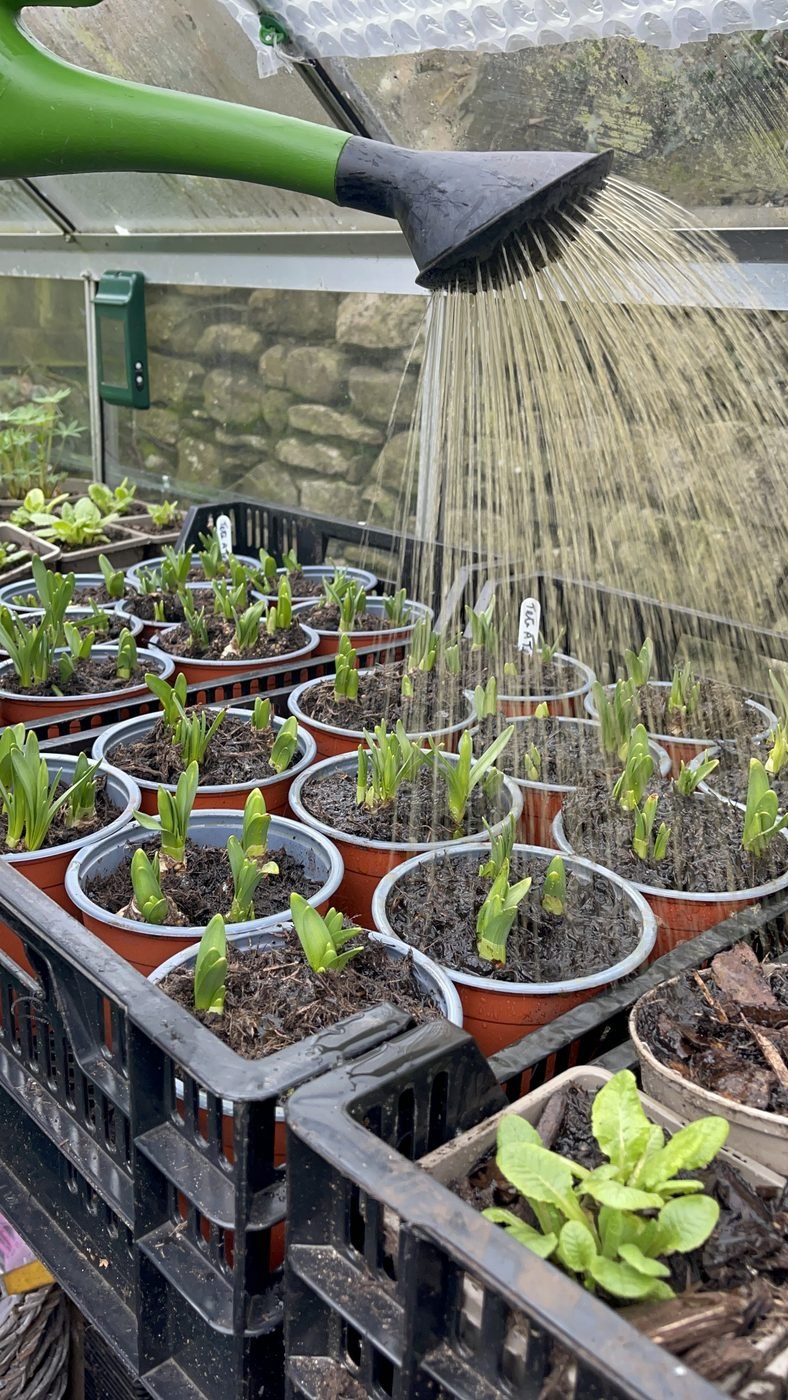 A watering can with a rose over a crate of pots with bulb shoots in a greenhouse