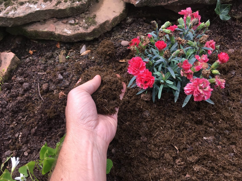 A hand holding crumbly soil beside pink dianthus in a raised stone bed