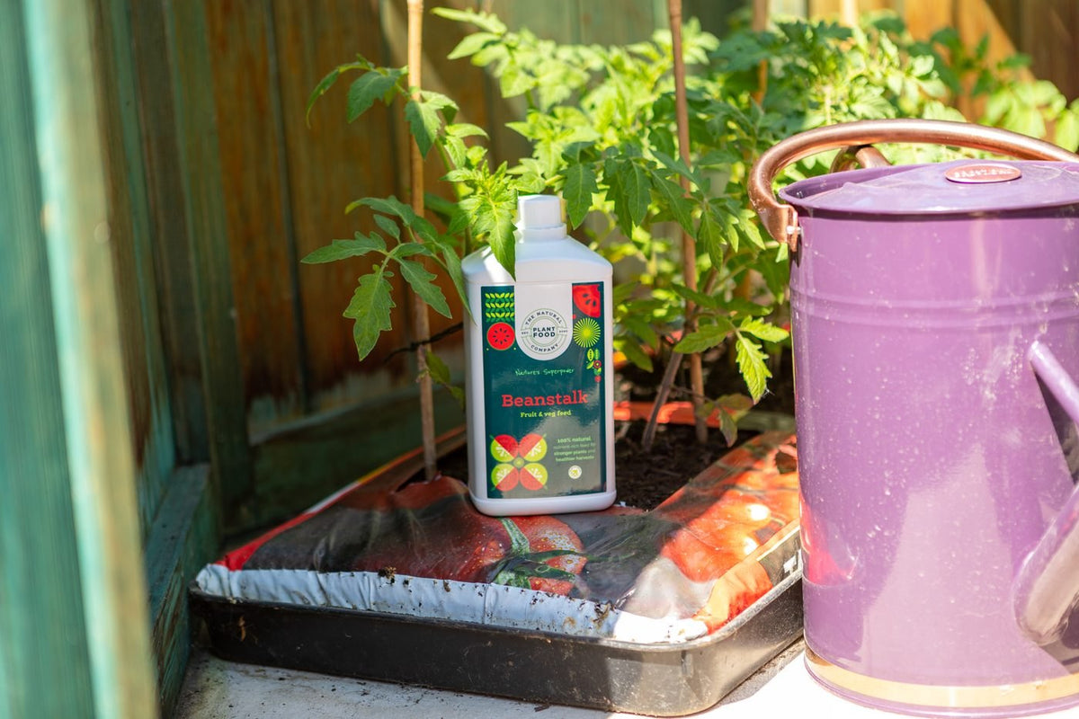 A bottle of Beanstalk in a grow bag tray with a tomato plant and a purple watering can