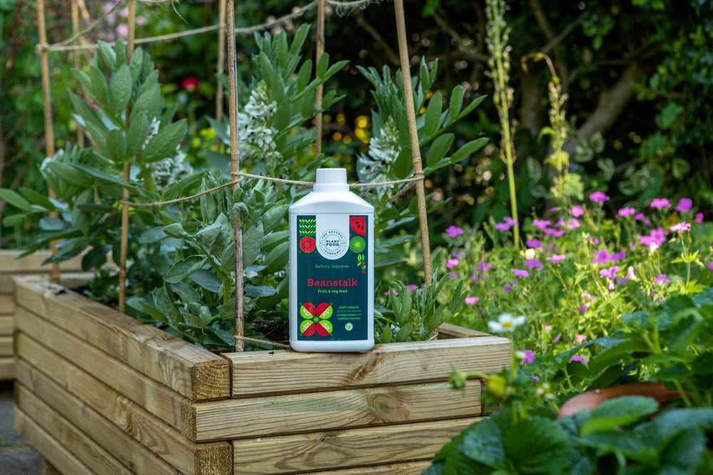 A bottle of Beanstalk on the edge of a raised timber bed with broad beans growing on canes