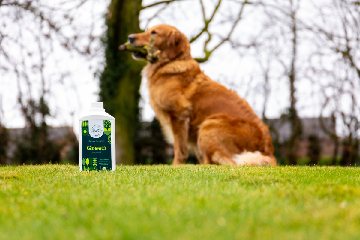 A golden retriever sitting on a lawn beside a bottle of Green lawn feed