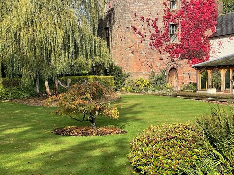A red sandstone house with red creeper behind a sunlit lawn and a small Japanese maple